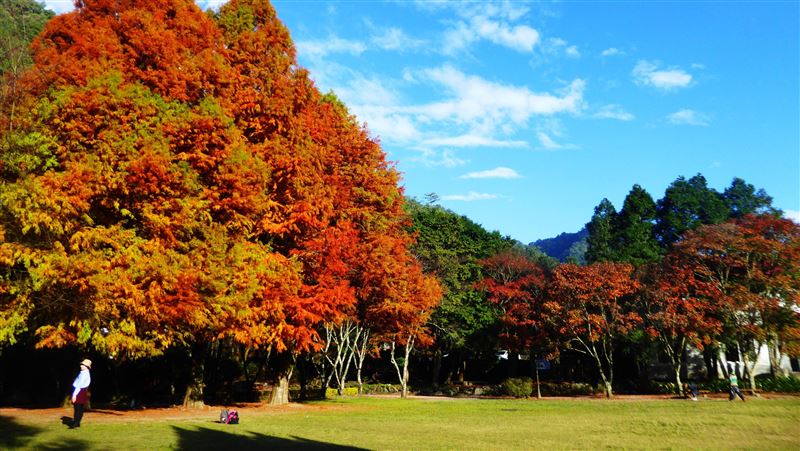 奧萬大楓香林全國最廣　邀民眾體驗