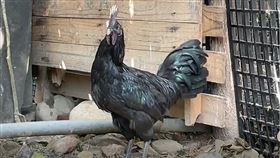 西馬尼烏雞，印尼，雞中藍寶堅尼，流浪犬，襲擊滅門(圖／翻攝畫面)