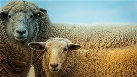 羊 綿羊（圖／翻攝自pixabay）