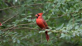 北美紅雀　圖／Pixabay