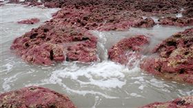 第三天然氣接收站移至台北港的三個不可行(圖/珍愛桃園藻礁 劉靜榆攝影)