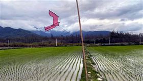 東部包裝米醞釀調漲春節過後台東的一期稻已經完成插秧，雖然有些鄉鎮啟動輪灌，但不影響用水。最近許多西部糧商跑到台東預訂稻米，米價跟著波動。（民眾提供）中央社記者盧太城台東傳真  110年2月25日