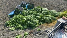 最強菜農林佳新，高麗菜，茼蒿，菜價崩盤