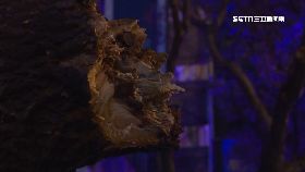 w樹倒絆騎士060.0(DL)