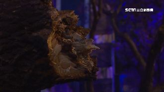 路樹疑遭白蟻蛀蝕倒塌　害2騎士慘摔