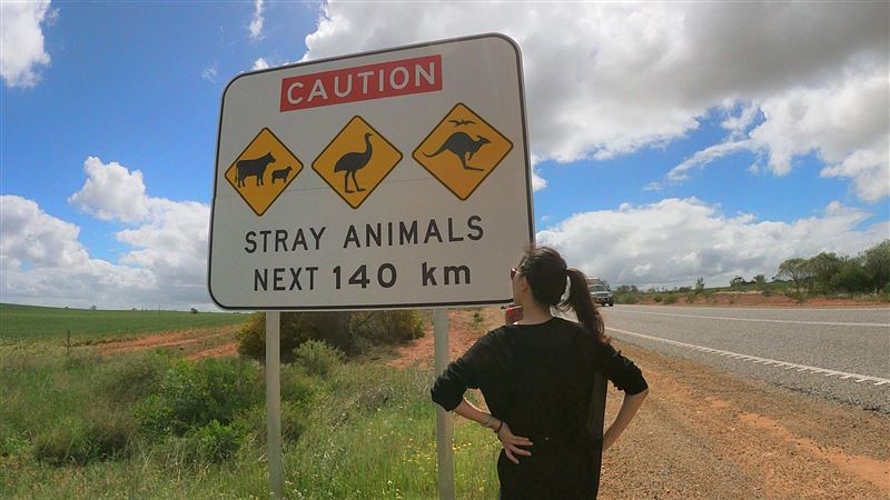 澳洲奇遇／公路有三寶　撞上去就對了