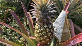 鳳梨田,鳳梨,,禁止進口,中國