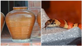 蛇、酒甕,圖／翻攝自Pixabay