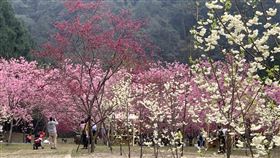 九族文化村,九族文化村提供