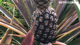 鳳梨田,鳳梨,,禁止進口,中國