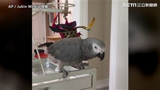 鸚鵡狂扭轉脖子　網笑「頭好暈」