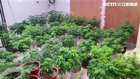 台北市石男遠赴荷蘭購買冠軍種子，一舉種出79盆大麻植株。（圖／翻攝畫面）