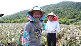 林佳龍力挺台灣鳳梨（圖／翻攝自林佳龍臉書）