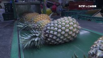 中國突襲禁鳳梨　府院籌10億救產地