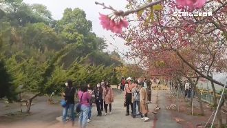 半天岩櫻雪開炸　遊客不怕塞直呼值得