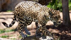 花豹，獵豹，保育類，小花豹，幼豹（圖／翻攝自Pixabay）