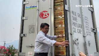 金鑽鳳梨打頭陣　一周一貨櫃外銷日本