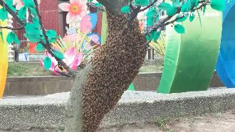 花燈桃樹太逼真　蜜蜂竟在假樹築巢