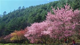 賞櫻,武陵農場,阿里山,九族文化村,馬告生態園區,櫻花,雄獅