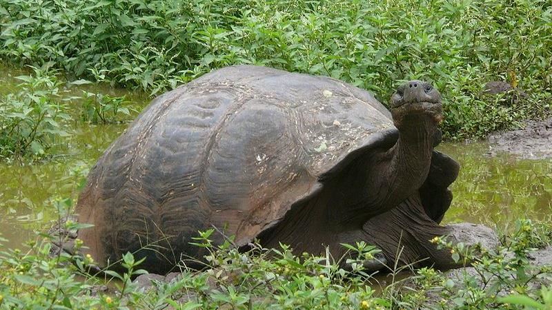 牠「性慾太強」生800小龜逃過絕種