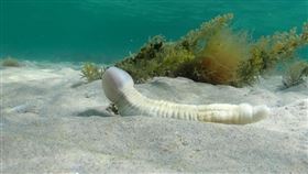 「鰓曳動物門」海洋陰莖，澳洲，海洋底棲動物，(圖／翻攝自Josie Jones臉書)