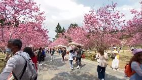 賞花全塞爆1800-北