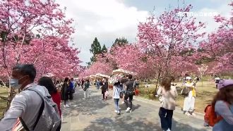 賞櫻人潮排長龍　九族阿里山遊客擠爆
