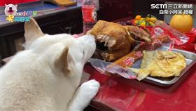 ▲白柴小阿呆看到桌上擺滿澎派的供品，趁大家不注意咬掉了雞屁股。（圖／白柴小阿呆 授權）