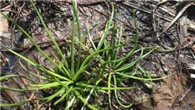 浙江的中華水韭（圖／翻攝自都會快報微博）