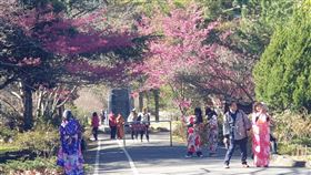 武陵農場賞櫻人潮多　民眾穿和服拍照二二八連假第2天，武陵農場28日湧入許多賞櫻民眾，還有人穿著日本和服在櫻花樹下拍照。（武陵農場提供）中央社記者郝雪卿傳真　110年2月28日