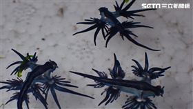 海中夢幻殺手海蛞蝓美如青花瓷　啃食世界第二毒水母畫面曝(劉忙教練提供)