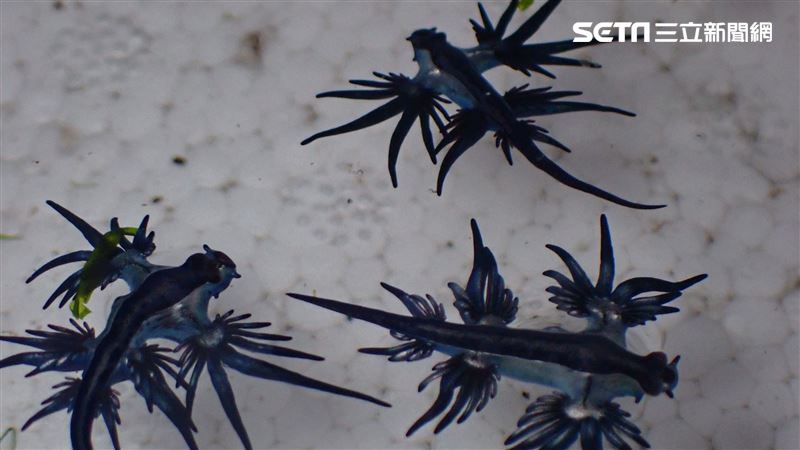 藍色夢幻生物啃食劇毒水母　畫面曝光