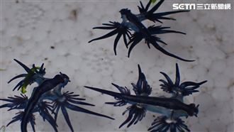 藍色夢幻生物啃食劇毒水母　畫面曝光