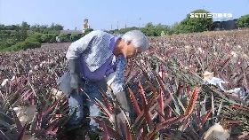 台商毀鳳梨1200