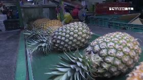 台商毀鳳梨1200