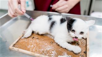 喵嗚！幼貓困黏鼠板　這1招讓牠脫困