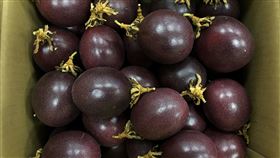南台灣「春季百香果」登場　一整年都能品嘗「果汁之王」（高雄農改場提供）