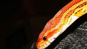 蛇，圖／翻攝自pIXABAY