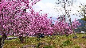 武陵農場櫻花美景如畫  吸引民眾上山