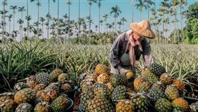 ▲桃園「皇家薇庭」即日起所有桌席加贈鳳梨水果切盤。（圖／皇家薇庭提供）