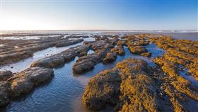 藻礁(圖/桃園市政府)