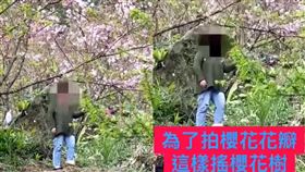 新北女賞櫻花想拍網美照　竟狂搖櫻花樹拍「櫻吹雪」美景
圖／翻攝自臉書「爆料公社」
https://www.facebook.com/groups/451357468329757/permalink/2593215550810594