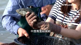 獨／當心養套殺！龍膽石斑成經典慘例