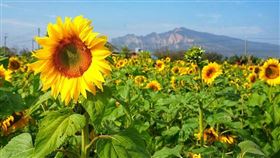 名家專用／台灣旅行趣（勿用）