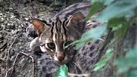 萌翻！北市動物園誕生3隻石虎寶寶。圖／北市動物園提供