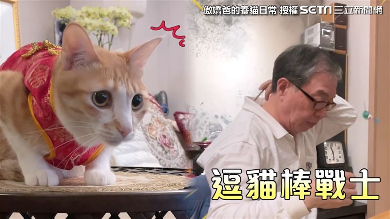 邊打麻將邊逗貓　他秀神技網笑翻