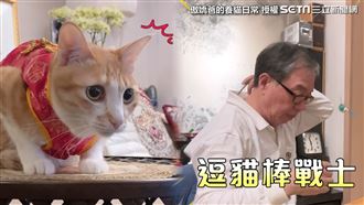 邊打麻將邊逗貓　他秀神技網笑翻