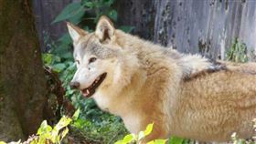 ▲香吾山動物園以狗充狼。（圖／翻攝自微信）
