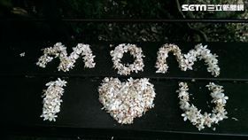 新北秘境／錯過賞櫻！下一站看漫天「五月雪」最美賞桐步道　桐花　土城桐花步道（圖／記者戴玉翔攝影）