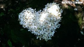 新北秘境／錯過賞櫻！下一站看漫天「五月雪」最美賞桐步道　桐花　土城桐花步道（圖／記者戴玉翔攝影）